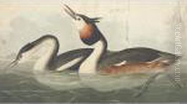 Crested Grebe Oil Painting by John James Audubon