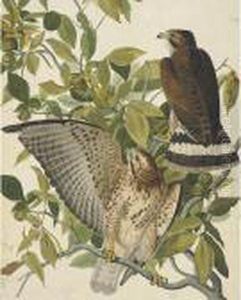 Broad-winged Hawk Oil Painting by John James Audubon