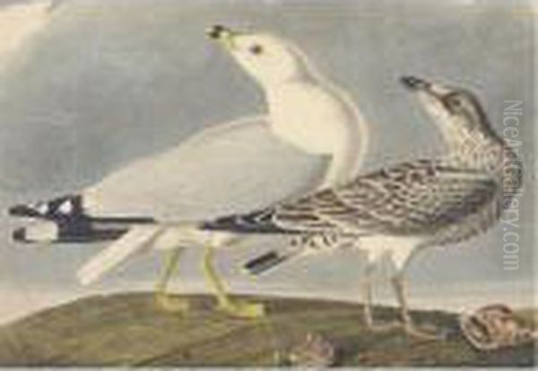 Common American Gull Oil Painting by John James Audubon