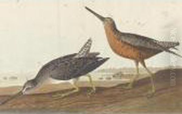 Red-breasted Snipe And Schinz's Sandpiper Oil Painting by John James Audubon