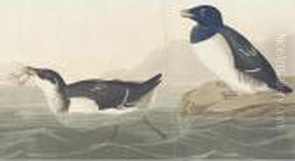 Little Auk And Hyperborean Phalarope Oil Painting by John James Audubon