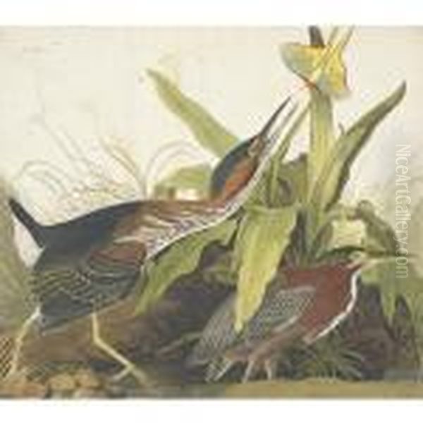 Green Heron Oil Painting by John James Audubon