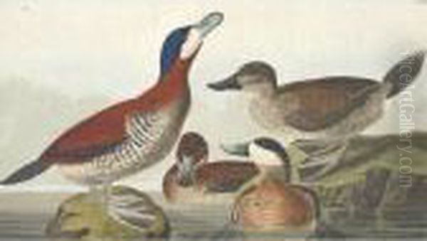 Ruddy Duck Oil Painting by John James Audubon