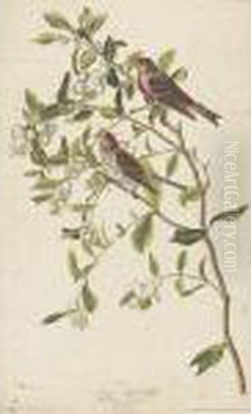 Lesser Red Poll Oil Painting by John James Audubon