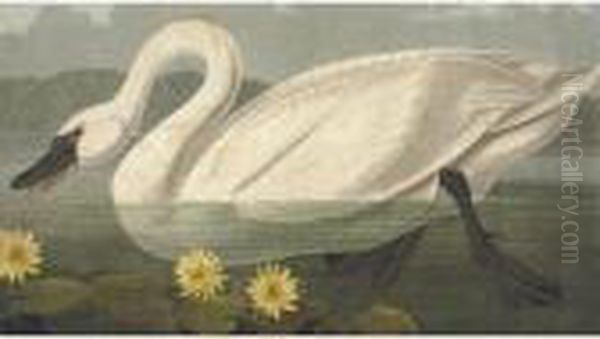 Common American Swan Oil Painting by John James Audubon