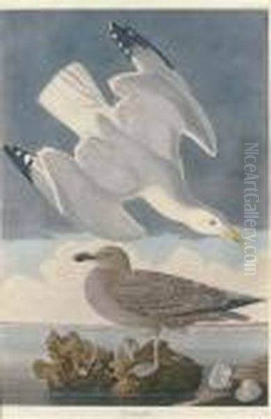 Herring Gull Oil Painting by John James Audubon