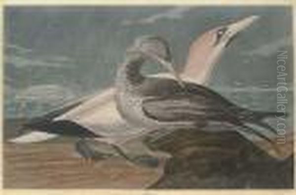 By Robert Havell Oil Painting by John James Audubon