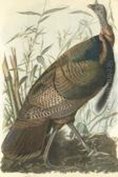 Wild Turkey Oil Painting by John James Audubon