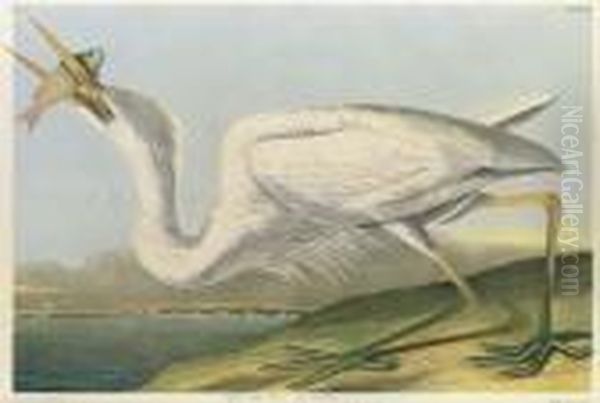 By Julius Bien Oil Painting by John James Audubon