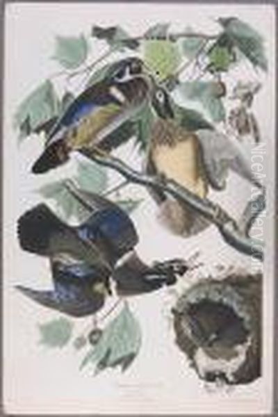 Summer Or Wood Duck (pl. Ccvi) Oil Painting by John James Audubon