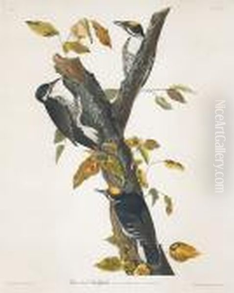 Three-toed Woodpecker (pl. Cxxxii) Oil Painting by John James Audubon