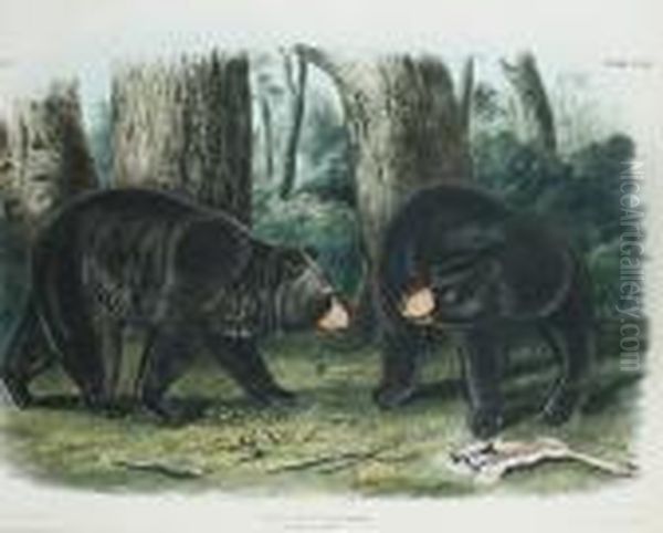 American Black Bear Oil Painting by John James Audubon