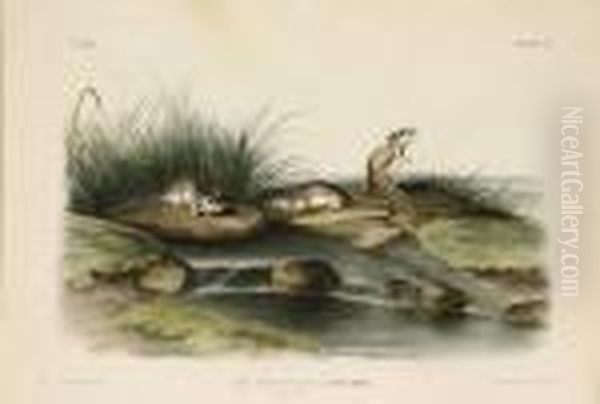 Missouri Mouse Oil Painting by John James Audubon