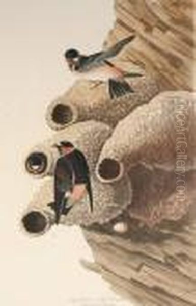 Republican Or Cliff Swallow Oil Painting by John James Audubon