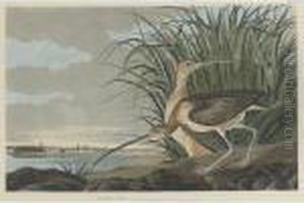 Long-billed Curlew (plate Ccxxxi) Oil Painting by John James Audubon