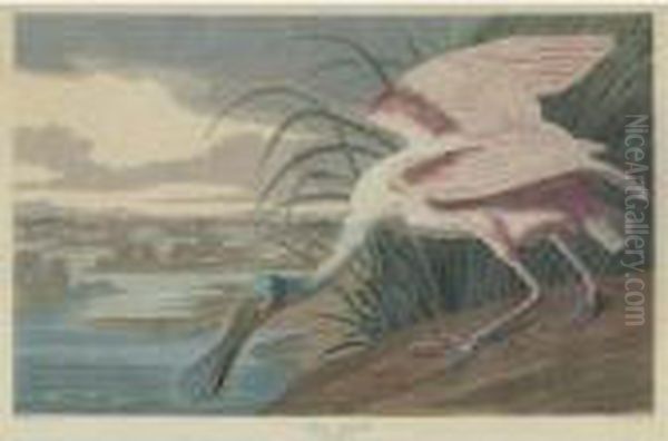 Roseate Spoonbill (plate Cccxxi) by John James Audubon