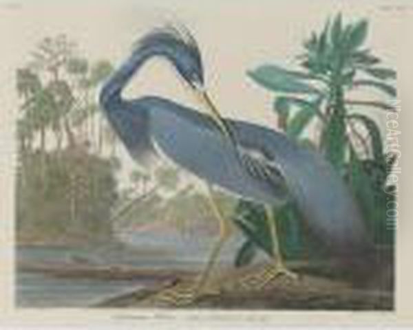 Louisiana Heron (plate Ccxvii) Oil Painting by John James Audubon