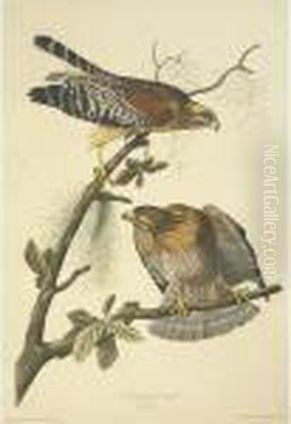 Red-shouldered Hawk (plate 56) Oil Painting by John James Audubon