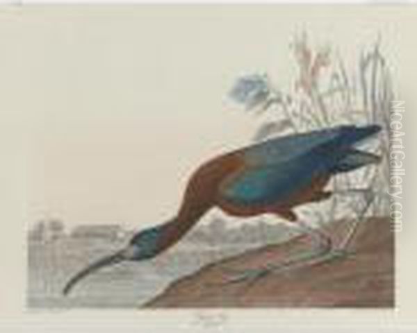 Glossy Ibis (plate Ccclxxxvii) Oil Painting by John James Audubon