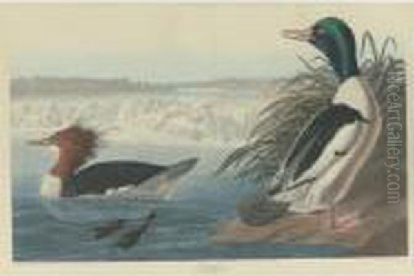 Goosander (plate Cccxxxi) Oil Painting by John James Audubon