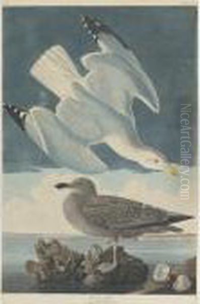 Herring Gull (plate Ccxci) Oil Painting by John James Audubon