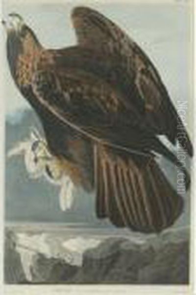 Golden Eagle (plate Clxxxi) Oil Painting by John James Audubon