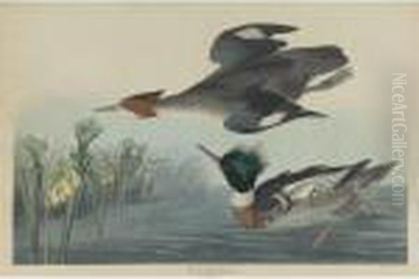 Red-breasted Merganser (plate Cccci) Oil Painting by John James Audubon