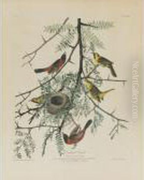 Orchard Oriole (plate Xlii) Oil Painting by John James Audubon