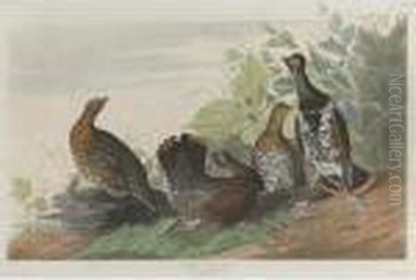 Spotted Or Canada Grouse (plate Clxxvi) Oil Painting by John James Audubon