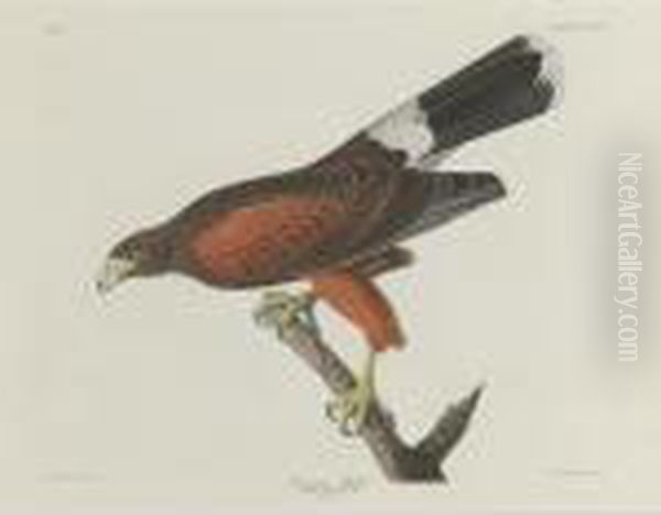 Louisiana Hawk (plate Cccxcii) Oil Painting by John James Audubon