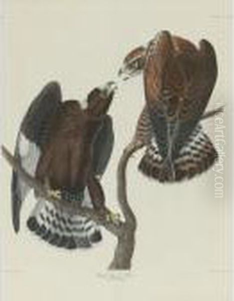 Rough-legged Falcon (plate Ccccxxii) Oil Painting by John James Audubon