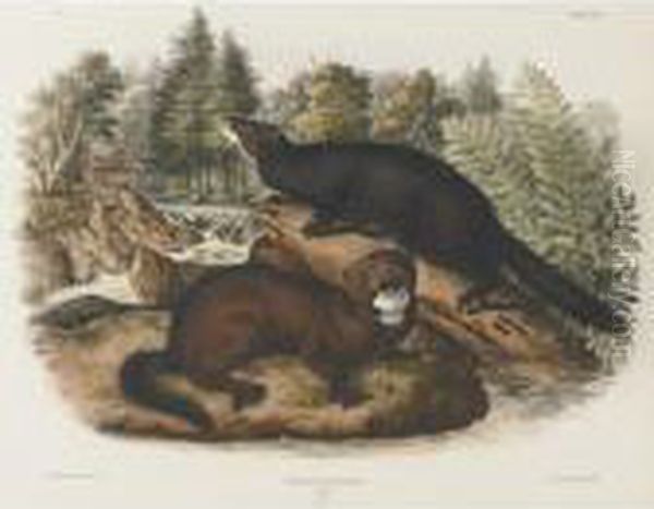 Mink And Canada-otter, Male (plates Xxxiii And Cxxii) Oil Painting by John James Audubon