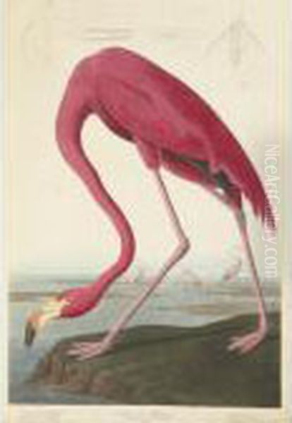 American Flamingo (plate Cccxxxi) Oil Painting by John James Audubon