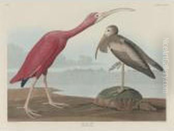 Scarlet Ibis (plate Cccxcvii) Oil Painting by John James Audubon