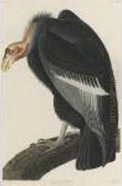 Californian Vulture (plate Ccccxxvi) Oil Painting by John James Audubon