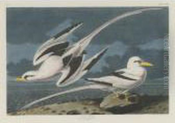 Tropic Bird (plate Cclxii) Oil Painting by John James Audubon