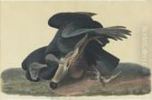 Black Vulture Or Carrion Crow (plate Cvi) Oil Painting by John James Audubon