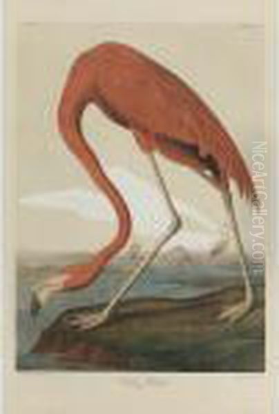 American Flamingo Oil Painting by John James Audubon