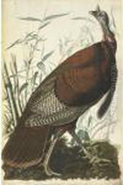 Wild Turkey, Male Oil Painting by John James Audubon