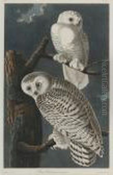 Snowy Owl Oil Painting by John James Audubon