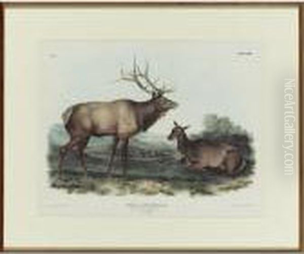 American Elk-wapiti Deer Oil Painting by John James Audubon