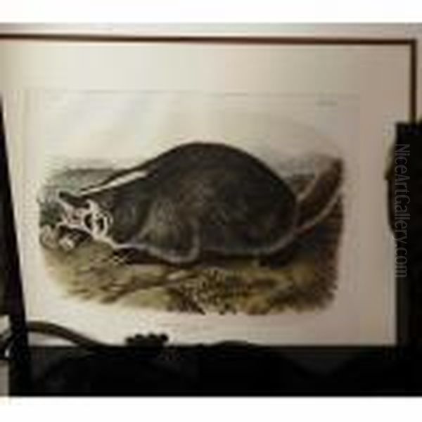 American Badger Oil Painting by John James Audubon