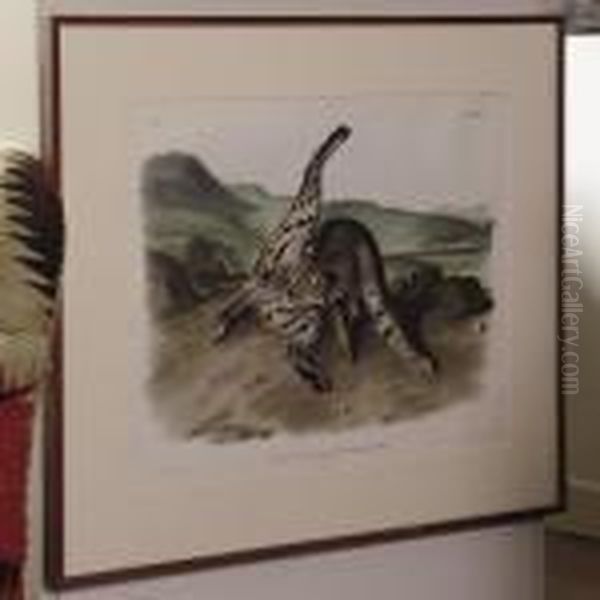 Texan Lynx Oil Painting by John James Audubon