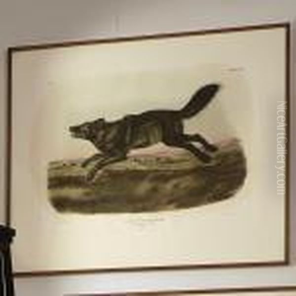 Black American Wolf Oil Painting by John James Audubon