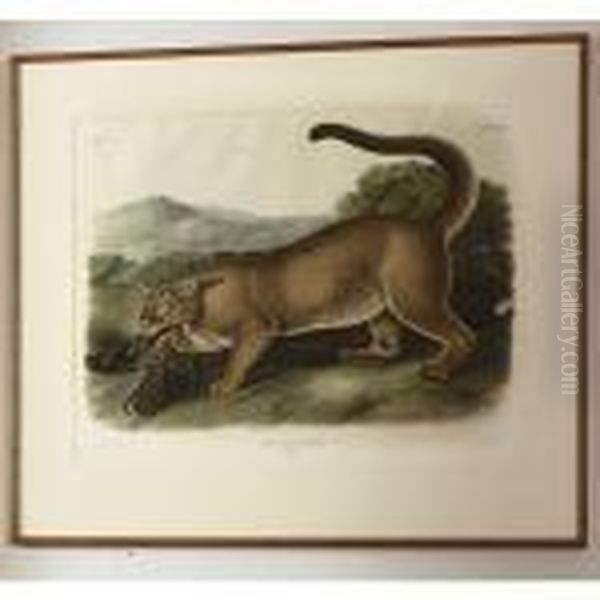 The Cougar Oil Painting by John James Audubon