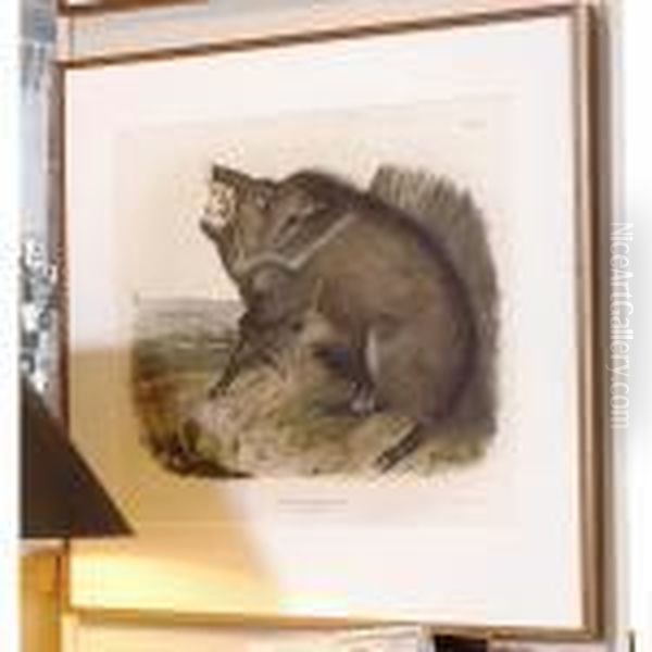 Collared Peccary Oil Painting by John James Audubon