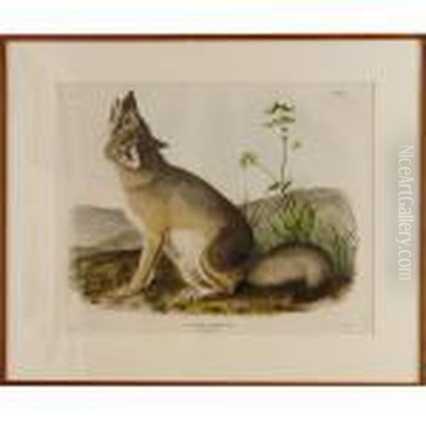 Swift Fox Oil Painting by John James Audubon