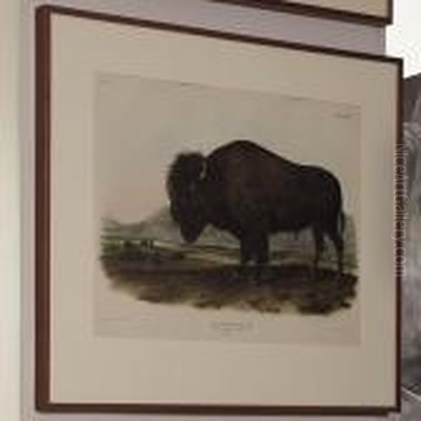 American Bison Or Buffalo Oil Painting by John James Audubon