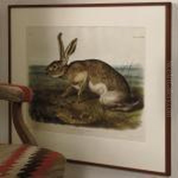 Texian Hare Oil Painting by John James Audubon