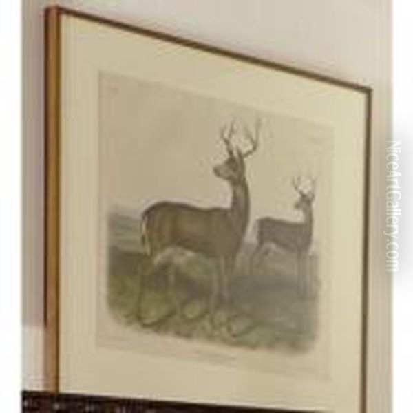 Columbian Black-tailed Deer Oil Painting by John James Audubon